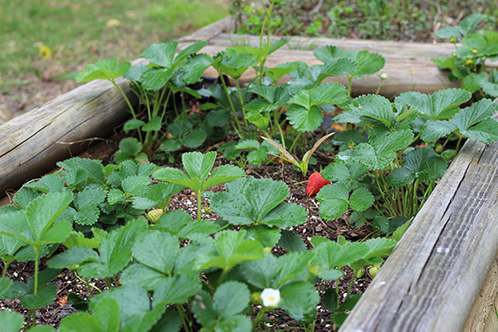 Strawberries growing in the school garden.